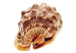 贝西克塔斯士气高涨,壮举连连晋级前程 贝西克塔斯士气高涨,壮举连连晋级前程