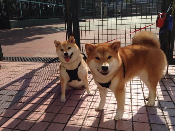 冰火竞速,马克西在篮球场与F1赛道的双重统治